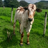 fazenda_3w