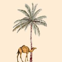 saudigirley