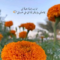 socotra073