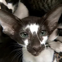 original sound - zensalll