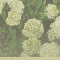 nhạc nền - Thuỳ Dung