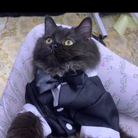 mylilcatsvo