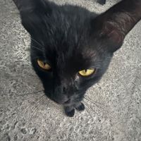 original sound - moon.exe