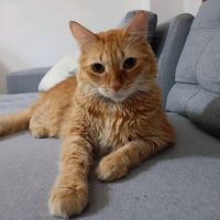 gatito.dante_