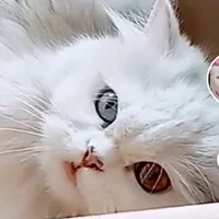 original sound - bebo.or_huraira