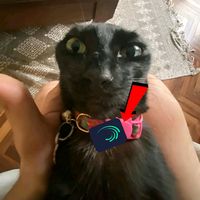 szhykos