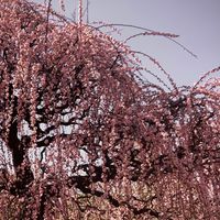 オリジナル楽曲 - 名前を入力してください