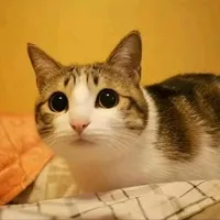 original sound - angel15scz