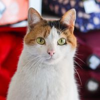 miauzinhothecat
