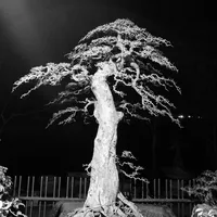 original sound - yeubonsai888