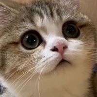 오리지널 사운드 - 🧸바미 Bami CAT🧸