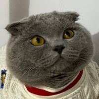 suara asli - тźυ🥝