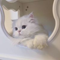 chapi_24