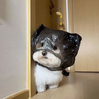 ray_jing_zeng
