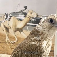 الصوت الأصلي