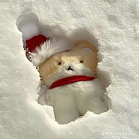 ice_362