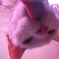 pollo_cotto_