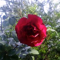 الصوت الأصلي - Motmn