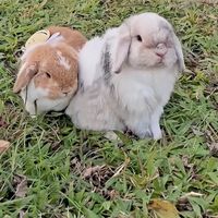 original sound - นักเก็ตกับเบิร์ธเดย์