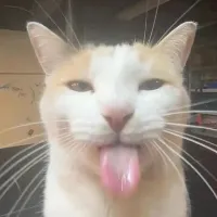 original sound - funnycatsre