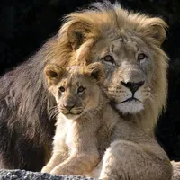 original sound - resho80.az