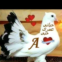 original sound - nona.ilv