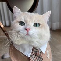 bogie.catss