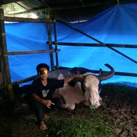 original sound - potta.kroco