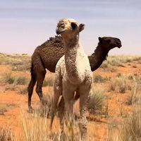 الصوت الأصلي