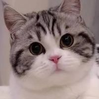 allabout.cats