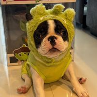happy.thefrenchie