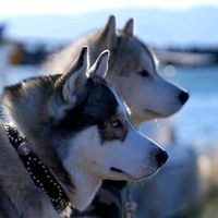オリジナル楽曲 - 🐺ロキラリ🐺ハスキーの日常