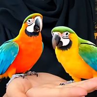 hayatzalim75