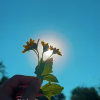 original sound - username_poohja