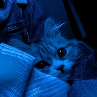 id_tiktok12321