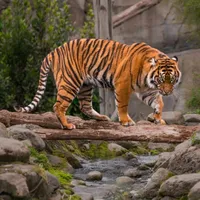 original sound - harycaemjombang