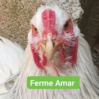 ..ferme.brahma