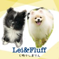 leifluffshimarin