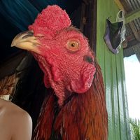 suara asli - MAZ GIO azzz