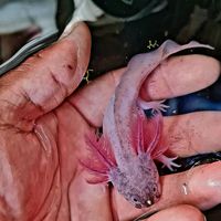 franck_axolots_fish