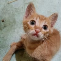 suara asli - 🅐🅡🅡🅐🅩🅚🅐🅝🅘꧂