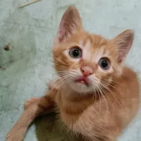 original sound - arrazkani