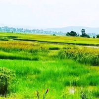 សំឡេងដើម - sivorn