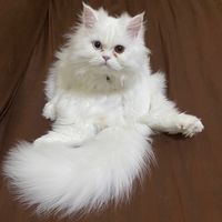 เสียงต้นฉบับ - 'แมว' น้อย