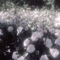 オリジナル楽曲 - ありす.