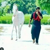 original sound - bajwa0144