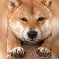 shibainu_aloha