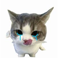 kigkook_