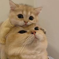 chalichali_8