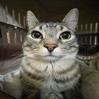 kobi_frog